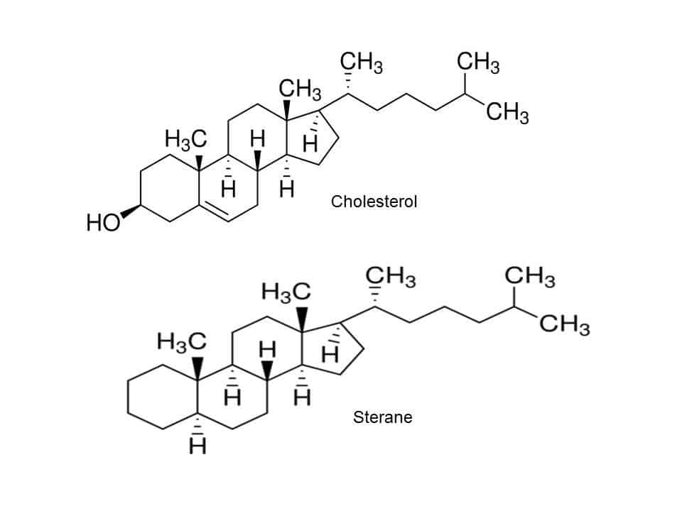 Book Review: Echoes of Life: What Fossil Molecules Reveal about Earth History. - blog book review cholesterol