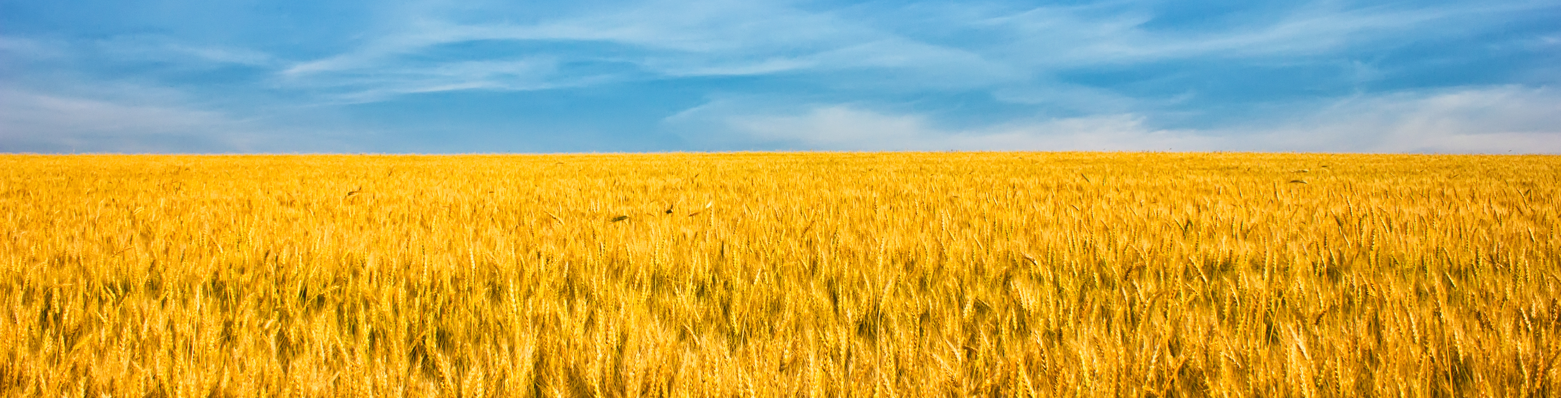 Do You Want to Add <em>Alternaria</em> Toxins and Ergot Alkaloids in Your Multi-Mycotoxin Analysis? Part 1: Challenges for Chromatographic Analysis - blog-do-you-want-to-add-alternaria-toxins-and-ergot-alkaloids-in-your-multi-mycotoxin-analysis-part-1-01.jpg