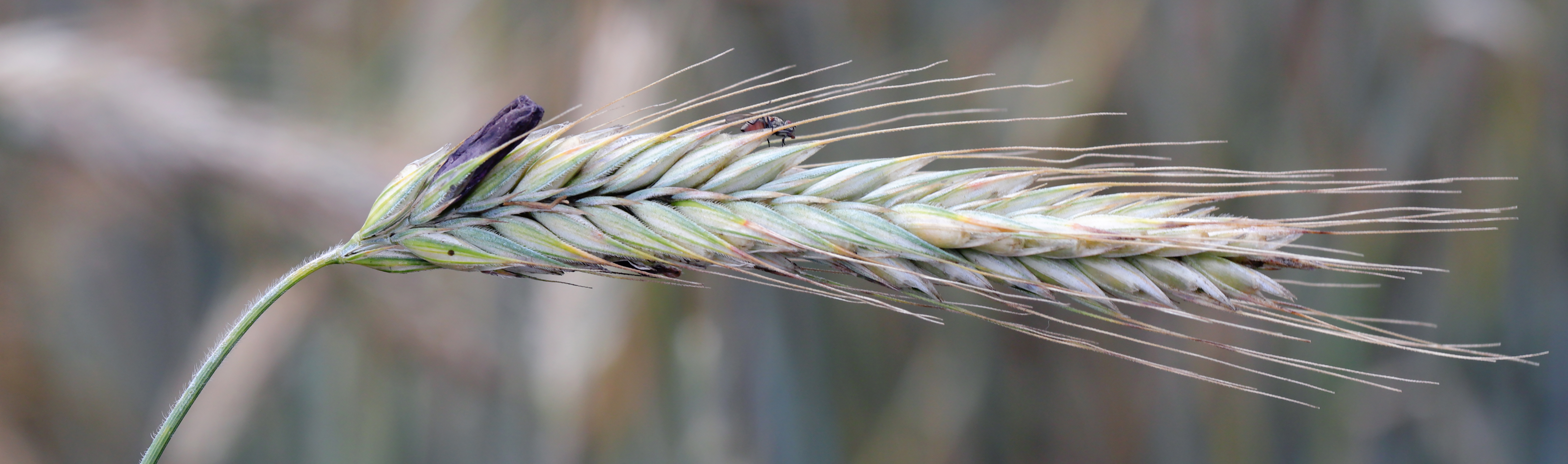 Do You Want to Add <em>Alternaria</em> Toxins and Ergot Alkaloids in Your Multi-Mycotoxin Analysis? Part 2: Chromatographic Separation of Ergot Alkaloid Epimers - blog-do-you-want-to-add-alternaria-toxins-and-ergot-alkaloids-in-your-multi-mycotoxin-analysis-part-2-01.jpg