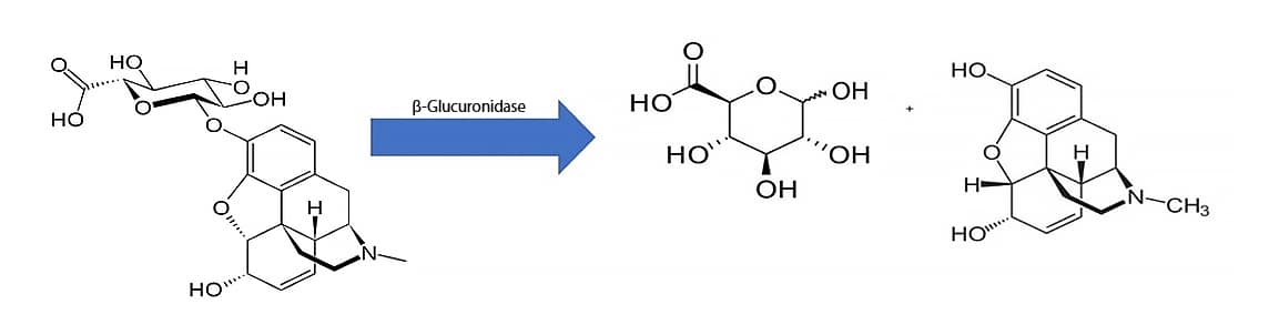 Considerations When Performing Enzyme Hydrolysis for Drugs of Abuse Analysis by LC-MS/MS - chemical structures undergoing the reaction
