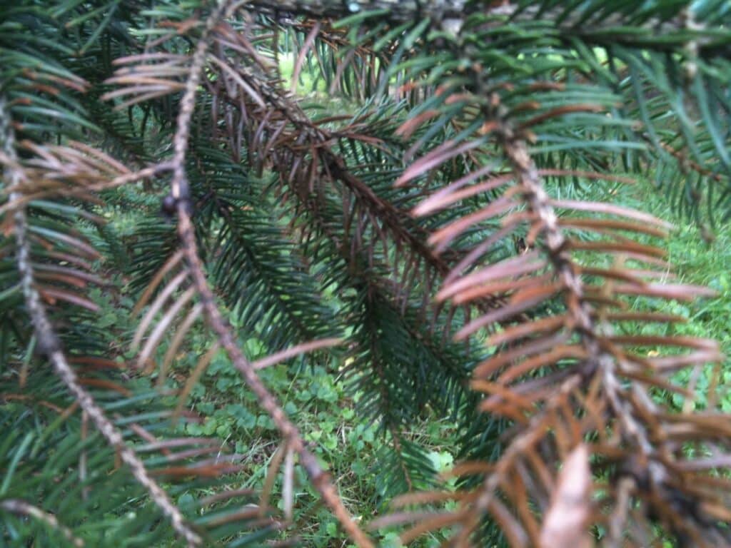 blog epa revokes registration of aminocyclopyrachlor imprelis 01