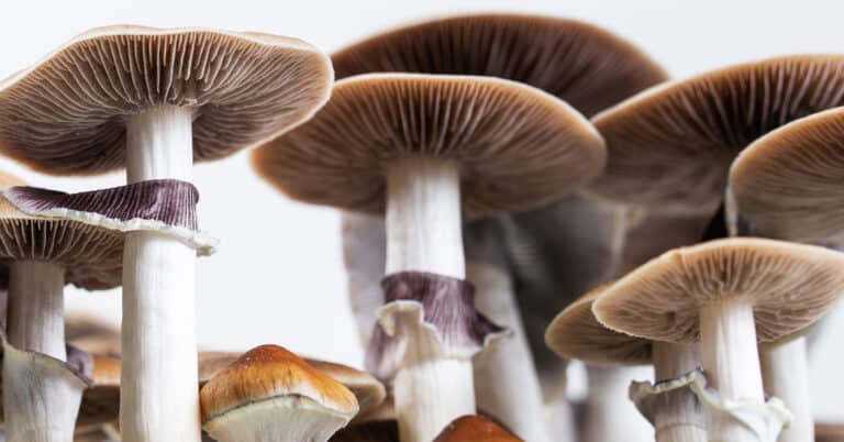 Fast, 3.5 Minute Analysis of Psilocin and Psilocybin in Urine by LC-MS/MS