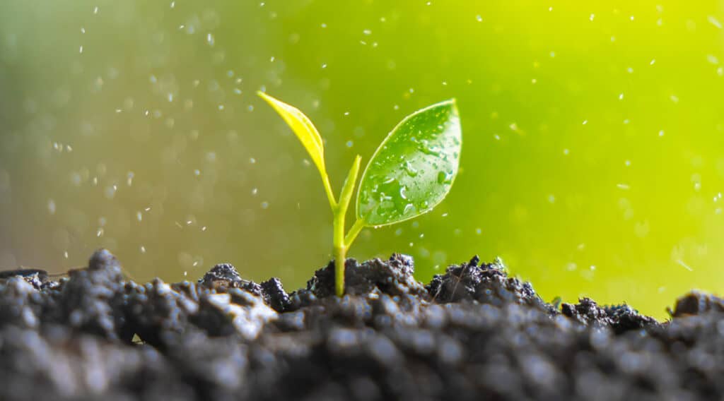 半挥发性有机物分析 GC-MS 方法 HJ834-2017 标准的优化 - young plant sprouting in soil