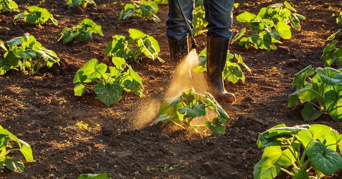 pesticides being sprayed on plants