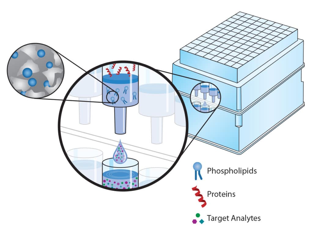 Illustration of phospholipids, proteins, and target analytes in an SPE tube enlarged from a well plate