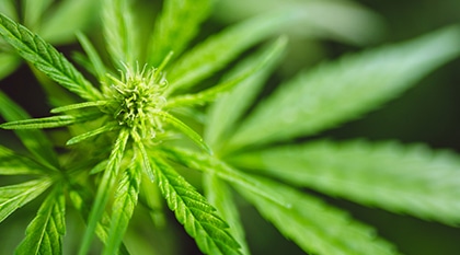 Resource Hub Home Page - rh homepage industry image cannabis hemp hallucinogens